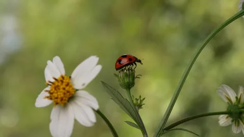 Slow motion of the moment when a ladybug flies. Stock Footage 327890663
