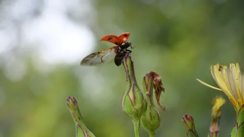 Slow motion of the moment when a ladybug flies. Stock Footage 328133753