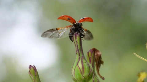 Slow motion of the moment when a ladybug flies. Stock Footage 328133767