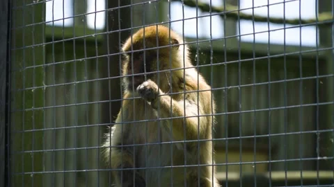 Slow motion of monkey that is acting like a human prisoner behind bars Stock Footage 225447564