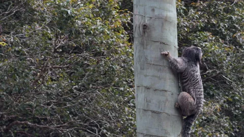 Slow Motion Monkey Climbing Tree Trunk in Dense Forest Stock Footage 341396759