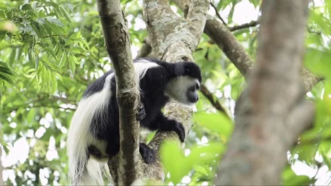 Slow Motion Monkey Climbing Trees in a Forest in Africa, Black and White Stock Footage 294527659