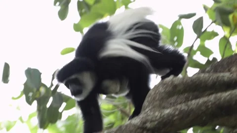 Slow Motion Monkey Climbing Trees in a Forest in Africa, Black and White Stock Footage 298213268