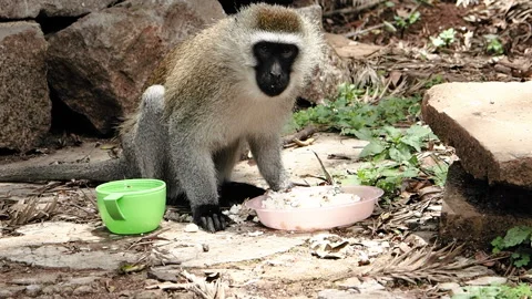 Slow Motion Monkey Eating From Plate and Mug (120fps) Stock Footage 142589264