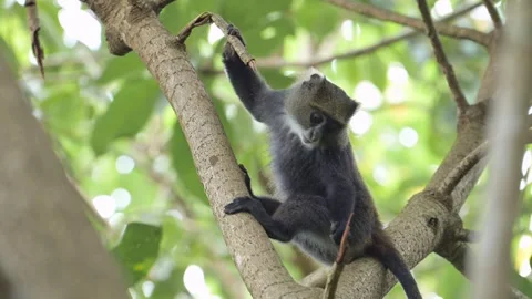 Slow Motion Monkey Feeding in Forest Trees in Africa in Kilimanjaro National Stock-Footage 294527700