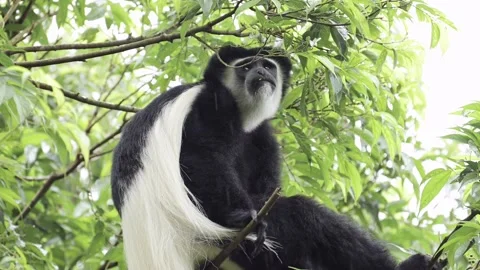 Slow Motion Monkey Feeding on Leaves in Forest Trees in Africa, Black and White Stock Footage 341714709