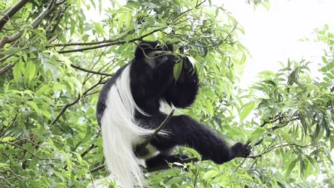 Slow Motion Monkey Feeding on Leaves in Forest Trees in Africa, Black and White Stock Footage 341714719