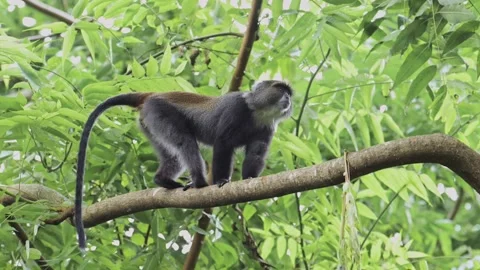 Slow Motion Monkey in a Forest Climbing a Tree in Africa in Kilimanjaro 스톡 동영상 285115240