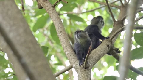 Slow Motion Monkey in a Forest Climbing a Tree in Africa in Kilimanjaro Stock-Footage 289780656