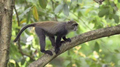 Slow Motion Monkey in a Forest Climbing a Tree in Africa in Kilimanjaro 스톡 동영상 301855022