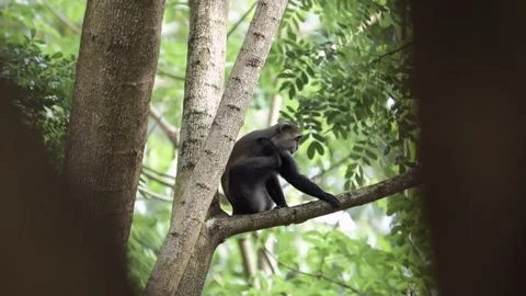 Slow Motion Monkey in Forest Trees in Africa in Kilimanjaro National Park in Stock Footage 341713486