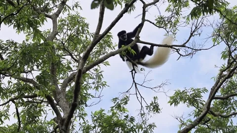 Slow Motion Monkey Jumping in Forest Trees in Africa, Black and White Stock Footage 282793920