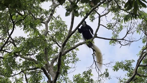 Slow Motion Monkey Jumping in Forest Trees in Africa, Black and White Colobus Stock Footage 298215706