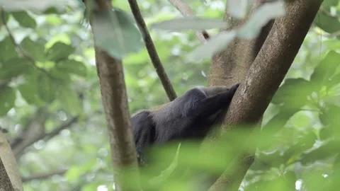 Slow Motion Monkey Lying in a Tree in Africa in Kilimanjaro National Park in Stock Footage 298209442