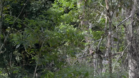 Slow Motion Monkey Moving Through Dense Forest Canopy Stock Footage 341937502