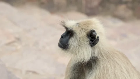 Slow Motion Monkey at Ranthambore Fort, Langur Primate Heritage India, Wild 스톡 동영상 329764830