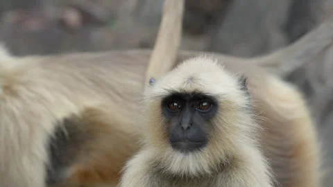 Slow Motion Monkey at Ranthambore Fort, Langur Primate Heritage India, Wild 스톡 동영상 329765197