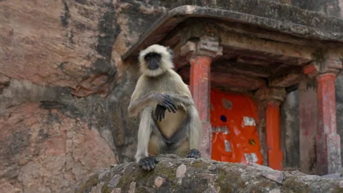 Slow Motion Monkey at Ranthambore Fort, Langur Primate Heritage India, Wild 스톡 동영상 329765422
