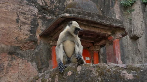 Slow Motion Monkey at Ranthambore Fort, Langur Primate Heritage India, Wild 스톡 동영상 329766175