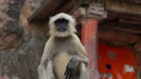 Slow Motion Monkey at Ranthambore Fort, Langur Primate Heritage India, Wild 스톡 동영상 329795190