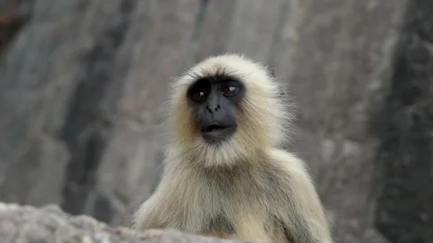 Slow Motion Monkey at Ranthambore Fort, Langur Primate Heritage India, Wild 스톡 동영상 329797536