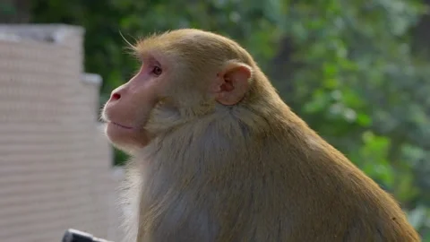 Slow Motion Monkey at Taj Mahal, Rhesus Macaque Close Up India, Wildlife at Vídeos de archivo 329758664