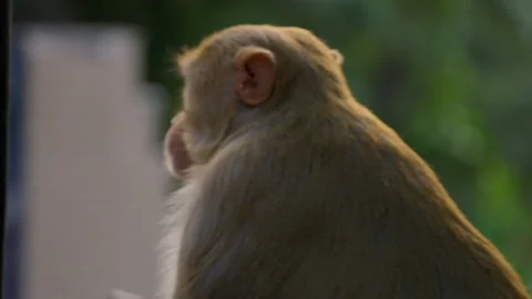 Slow Motion Monkey at Taj Mahal, Rhesus Macaque Close Up India, Wildlife at 스톡 동영상 329759668