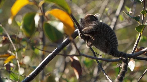 Slow motion of a Monkey in a tree 動画素材 128094161