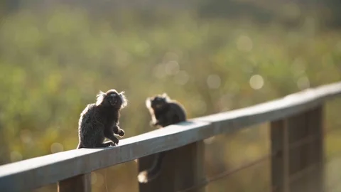 Slow motion of Monkeys on the bridge Stock Footage 128094046