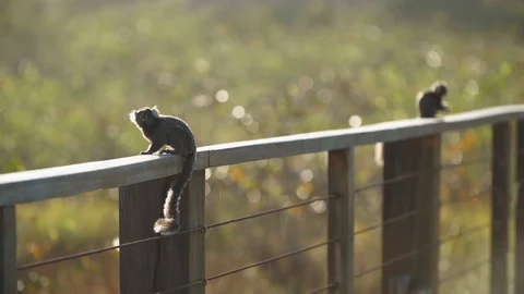 Slow motion of Monkeys on the bridge Video stock 128094064
