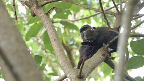 Slow Motion Monkeys Climbing a Tree in Africa in Kilimanjaro National Park Stock-Footage 285115371