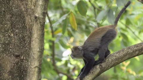 Slow Motion Monkeys Climbing a Tree in Africa in Kilimanjaro National Park 스톡 동영상 285115525
