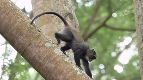 Slow Motion Monkeys Climbing a Tree in Africa in Kilimanjaro National Park in 스톡 동영상 298209490