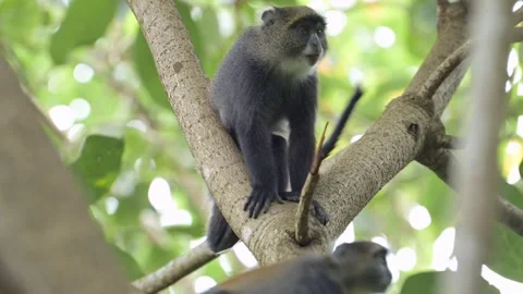 Slow Motion Monkeys Climbing a Tree in Africa in Kilimanjaro National Park in 스톡 동영상 301855091