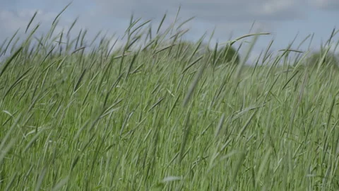 Slow Motion Monocrop in UK 스톡 동영상 266918715