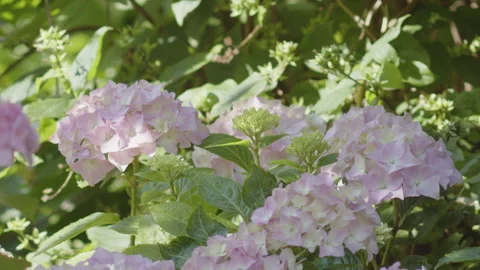 Slow motion mophead hydrangea plant inflorescence 4K video Stock Footage 265518040