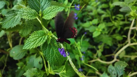 In Slow motion a mormon butterfly Stock Footage 269372261