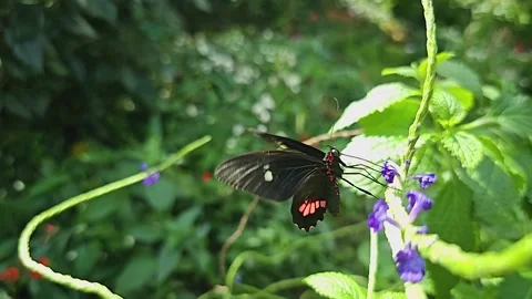 Slow motion mormon butterfly Stock Footage 269836663