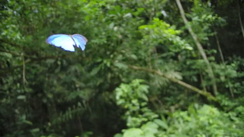 Slow motion Morpho menelaus amathonte in rainforest beautiful shot! Stock Footage 250571751