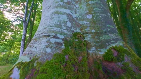 Slow motion moss covered stone rock in green ancient forest Stock Footage 340439351