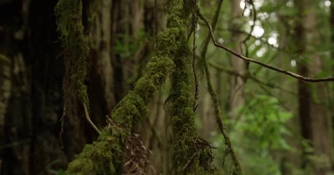 Slow Motion Moss Covered Tree Branch Video stock 70813621
