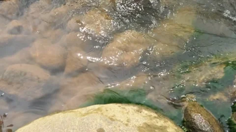 Slow motion mossy river at the bottom of a clear mountain river Stock Footage 320978030