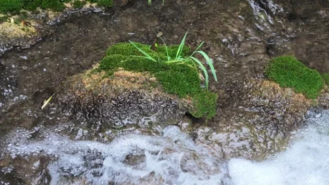 Slow Motion Mossy Rock With Grass in Stream Stock-Footage 345975151