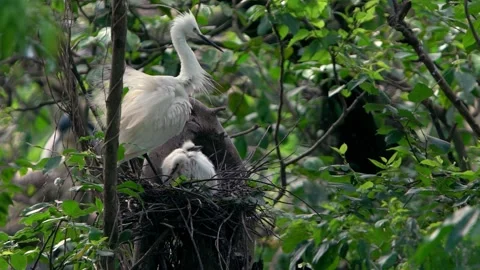 Slow Motion mother white Egretta Garzetta feeding her nestlings in the nest-Dan Stock Footage 134277293