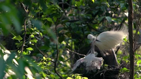 Slow Motion mother white Egretta Garzetta feeding her nestlings in the nest-Dan Stock Footage 134277682