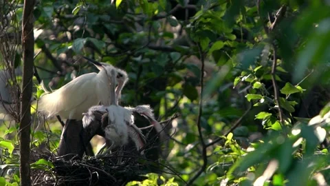 Slow Motion mother white Egretta Garzetta feeding her nestlings in the nest-Dan Stock Footage 134277702