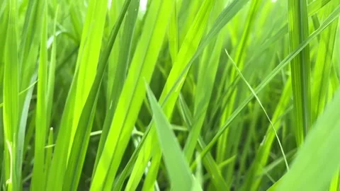 Slow motion motion green rice plant leaves Stock Footage 210516793