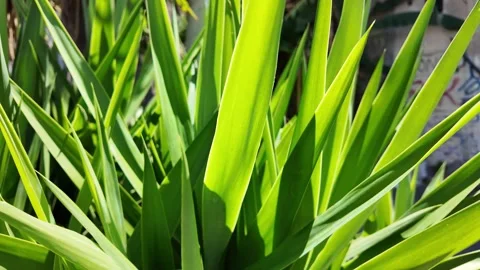 Slow motion motion of lush yucca foliage outdoors Stock Footage 341426789