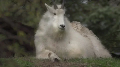 Slow Motion Mountain Goat laying down Video stock 165298002