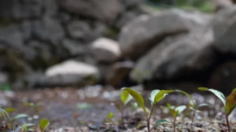 Slow motion mountain spring water stream Stock Footage 154581435